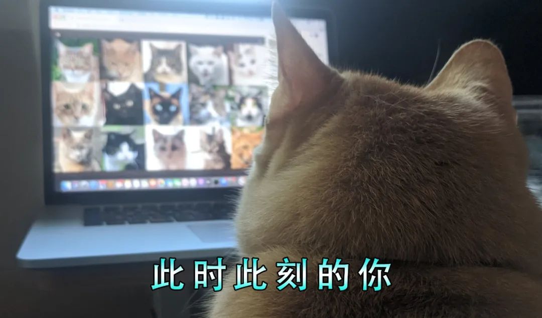 人类居然开始用AI“造猫”了，是嫌主子还不够多吗