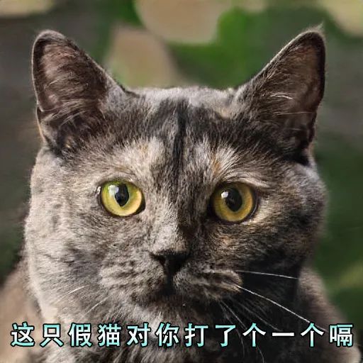 人类居然开始用AI“造猫”了，是嫌主子还不够多吗