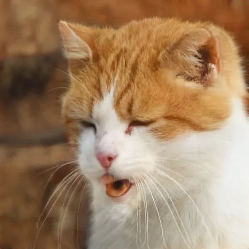 人类居然开始用AI“造猫”了，是嫌主子还不够多吗