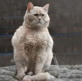 人类居然开始用AI“造猫”了，是嫌主子还不够多吗