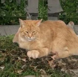 人类居然开始用AI“造猫”了，是嫌主子还不够多吗
