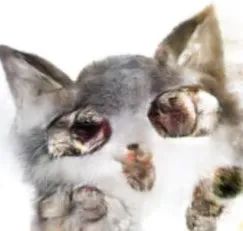 人类居然开始用AI“造猫”了，是嫌主子还不够多吗