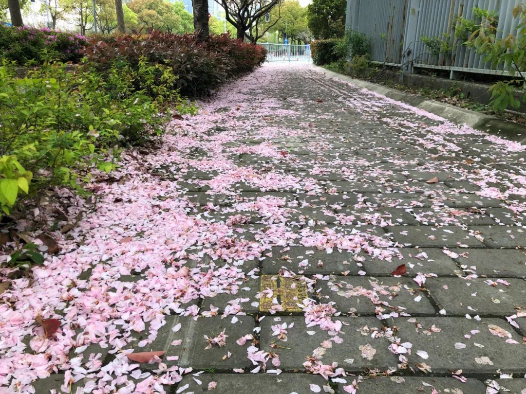 去年4月14日,杨浦区绿化和市容管理局探索打造"落樱不扫"道路,在上海