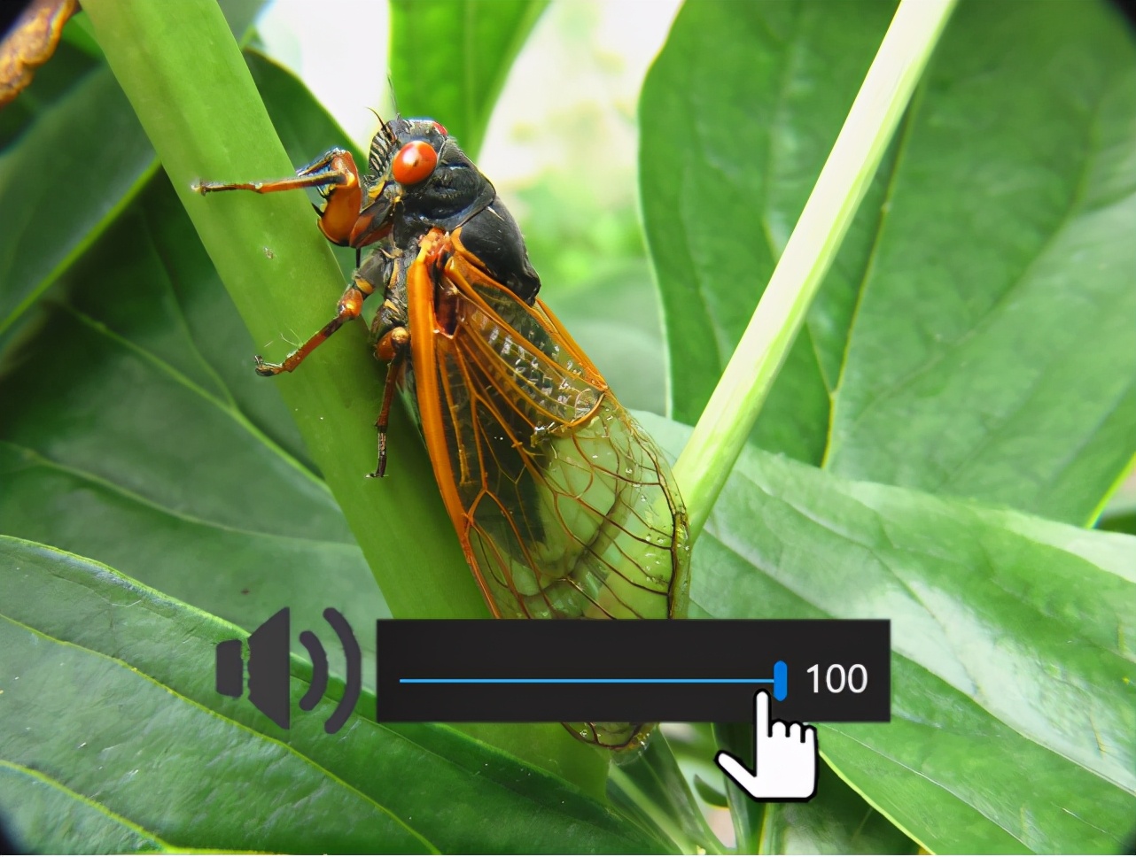 蝉是世界上叫声最响亮的昆虫之一,雄性蝉的腹部有独特的发声器官(鼓室