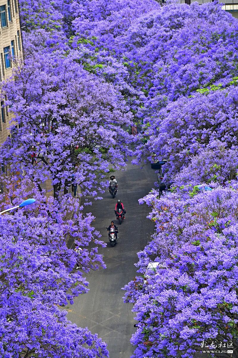 又要绽放了昆明大片大片的蓝花楹眼下到了4月粉色浪漫余韵还在△图自