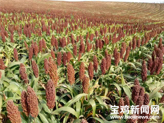 宝鸡凤翔18万亩耕地种上红高粱