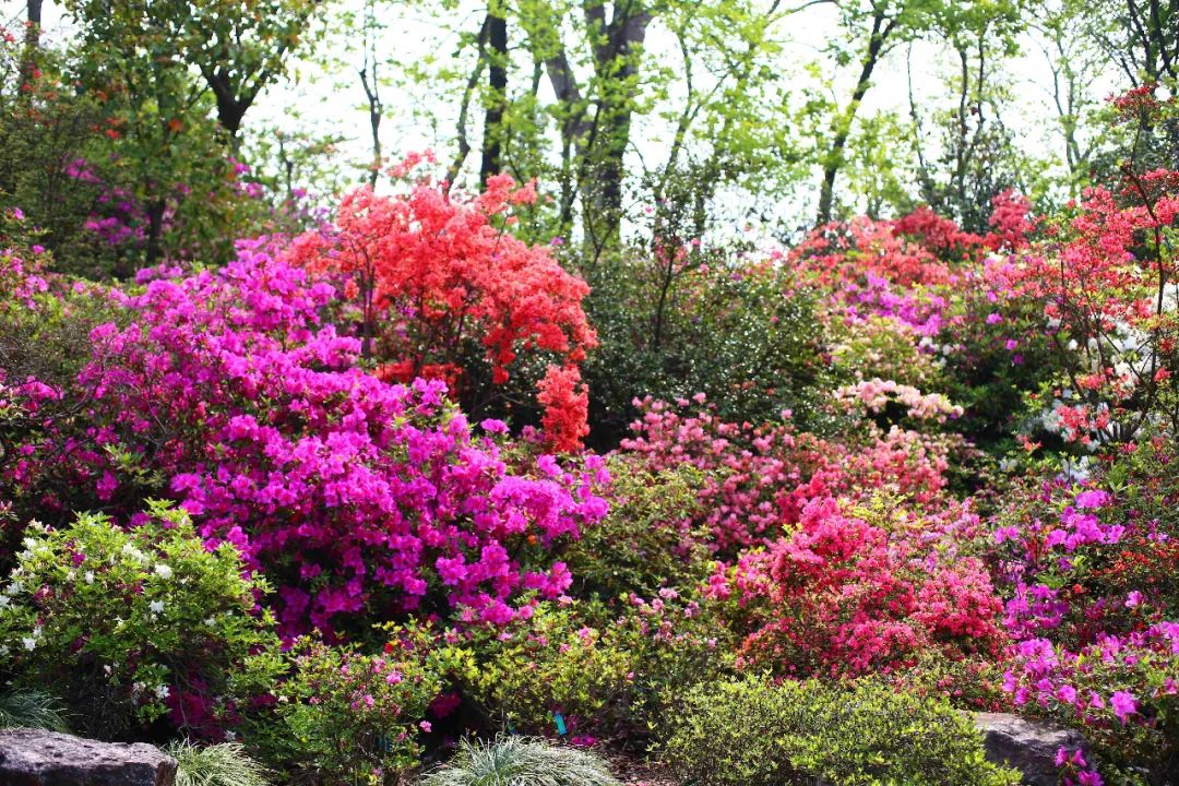 花中西施助力2021上海(国际)花展——上海植物园杜鹃园迎来最佳观赏期