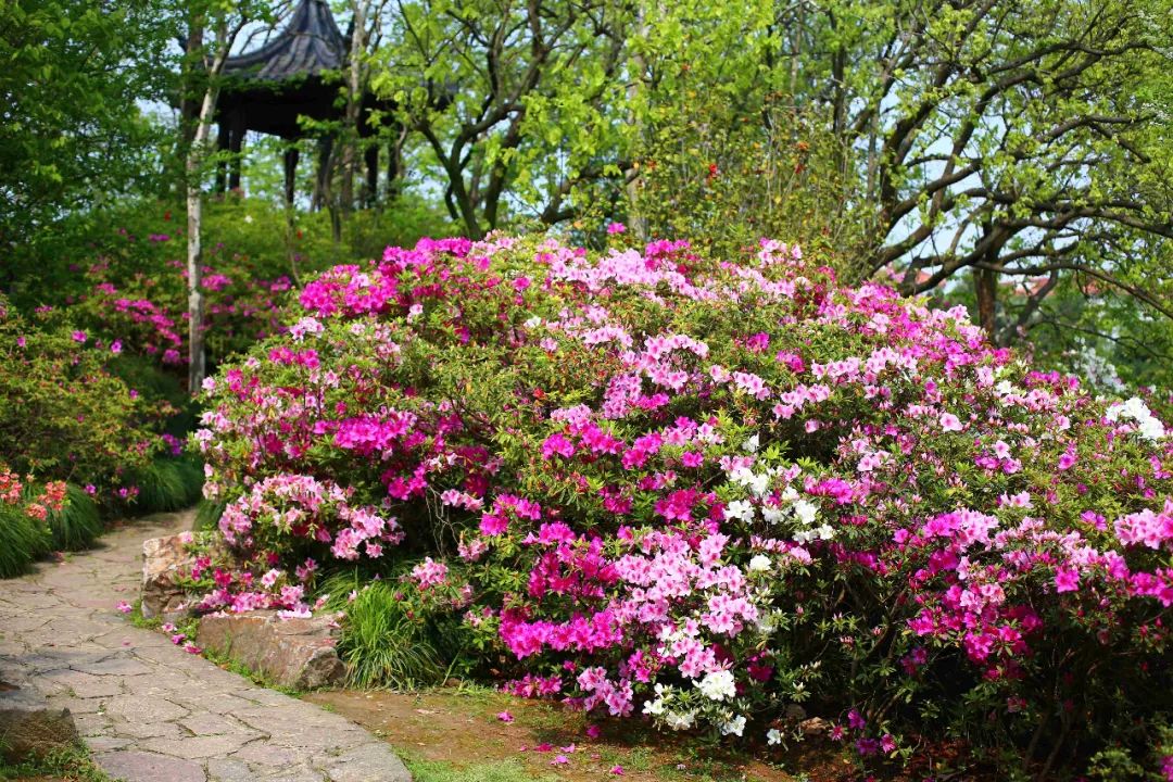 花中西施助力2021上海国际花展上海植物园杜鹃园迎来最佳观赏期
