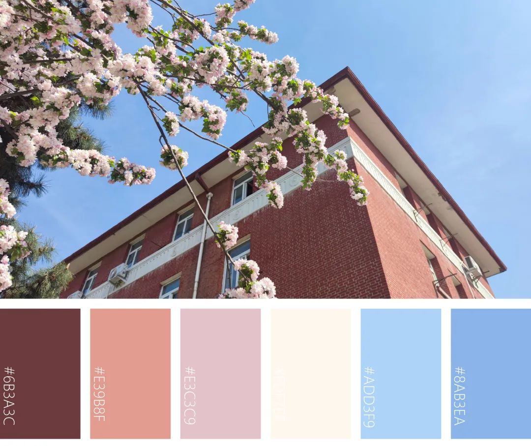 美!中农的春日色卡