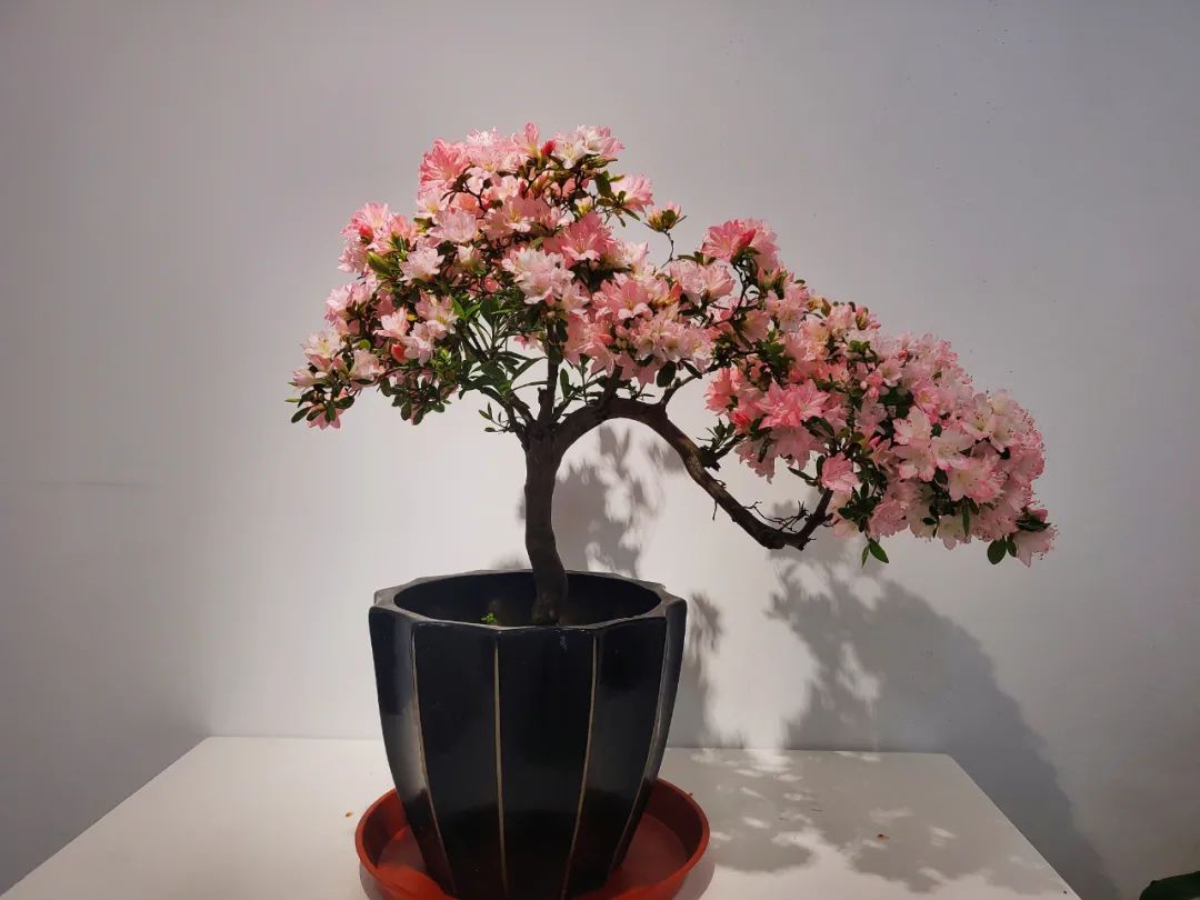 2021杜鹃花展今日于滨江森林公园开幕!20000余株杜鹃带来满园春色