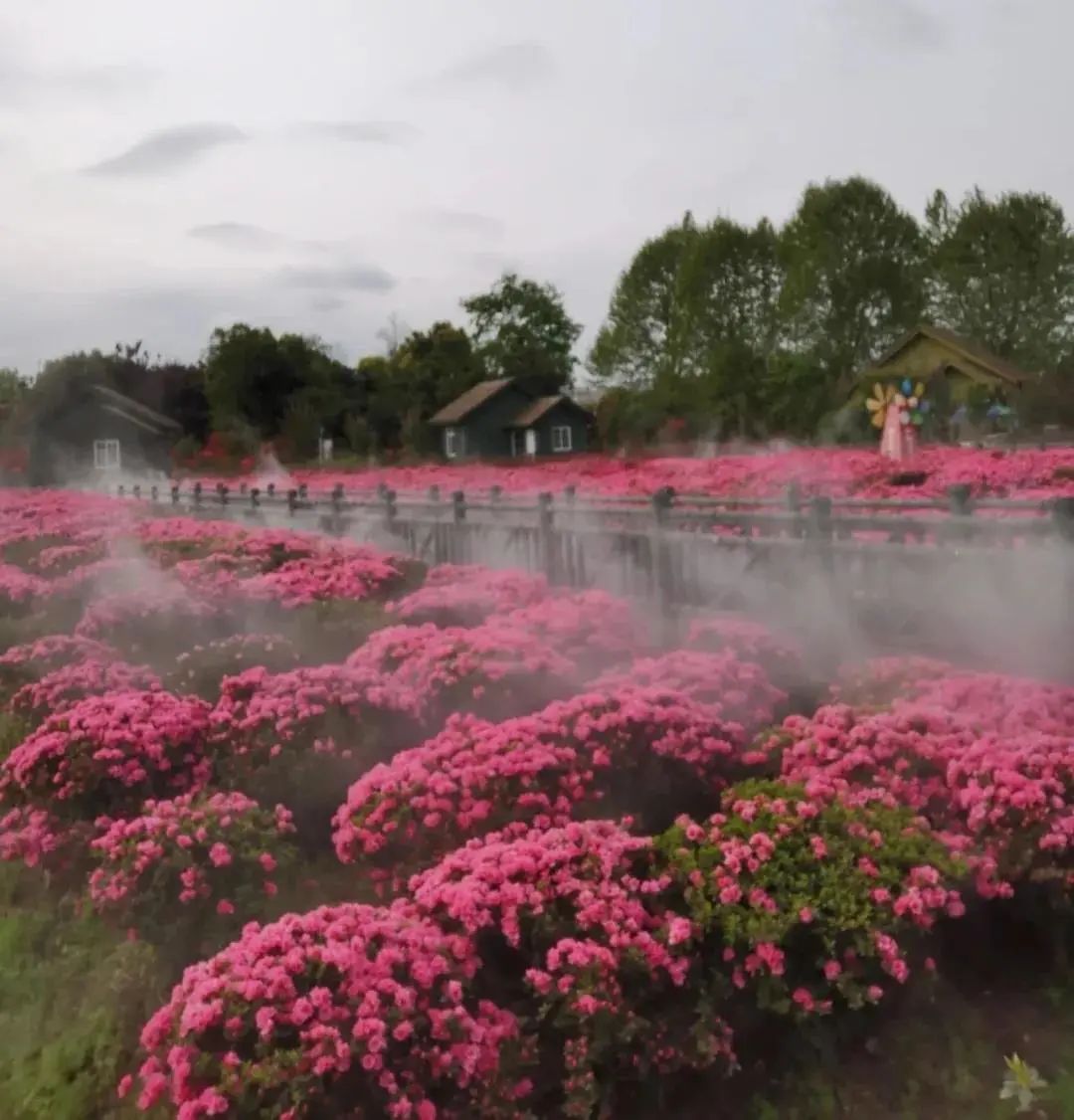 四月來鵑城賞杜鵑花！200種花花刷新認(rèn)知