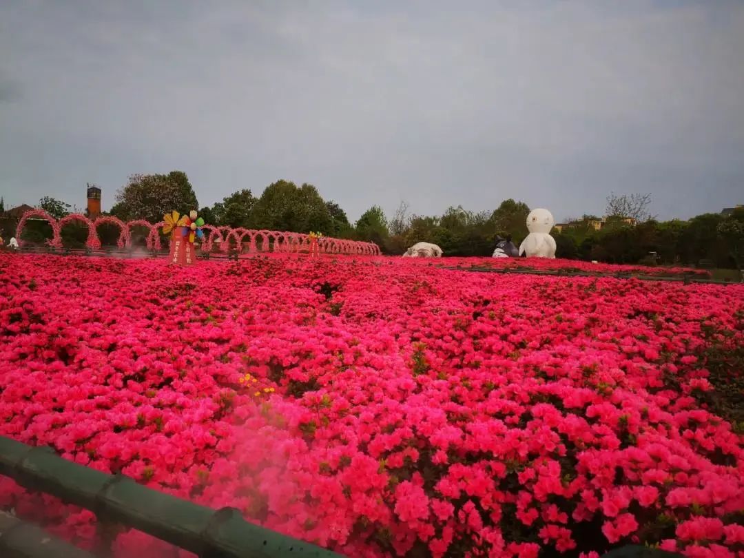 四月來鵑城賞杜鵑花！200種花花刷新認(rèn)知