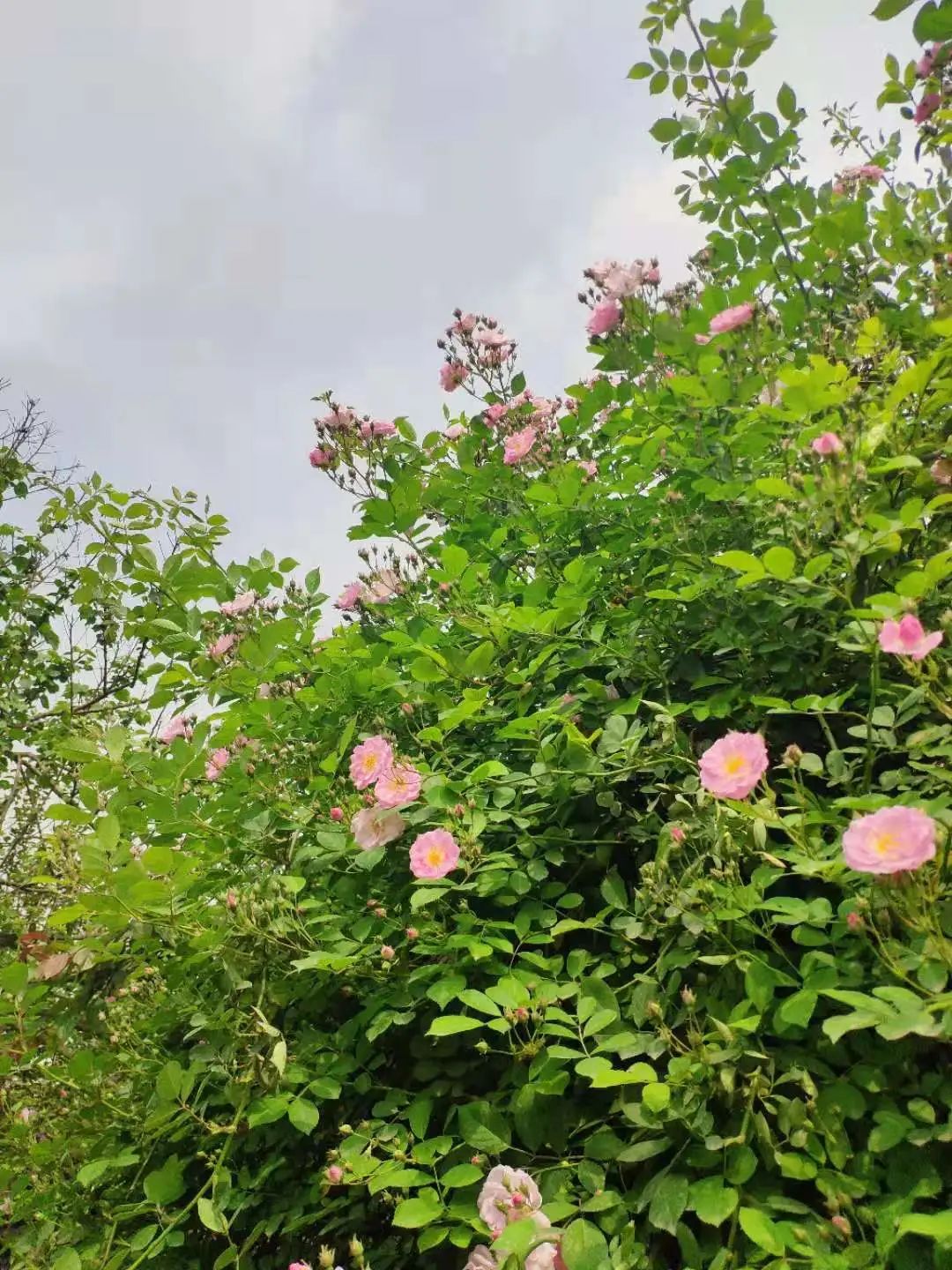 四月來鵑城賞杜鵑花！200種花花刷新認(rèn)知