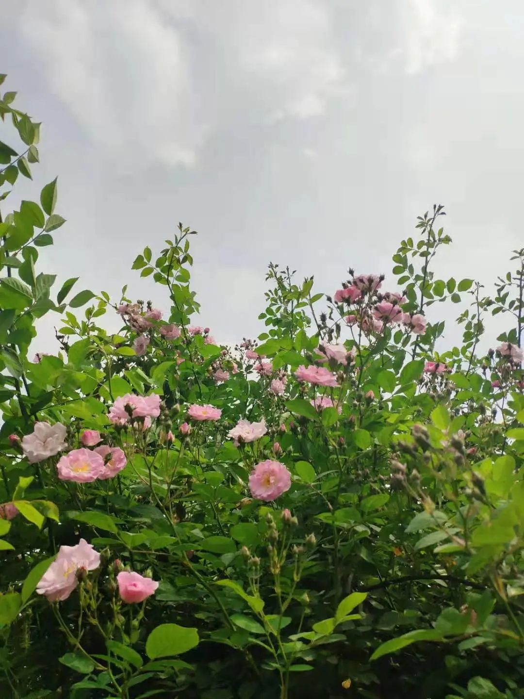 四月來鵑城賞杜鵑花！200種花花刷新認(rèn)知