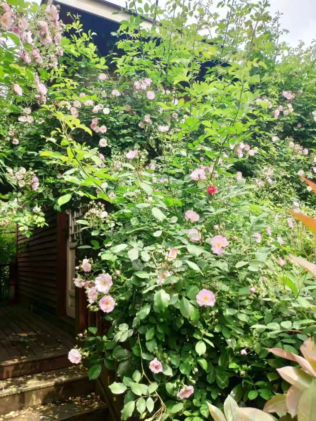 四月來鵑城賞杜鵑花！200種花花刷新認(rèn)知