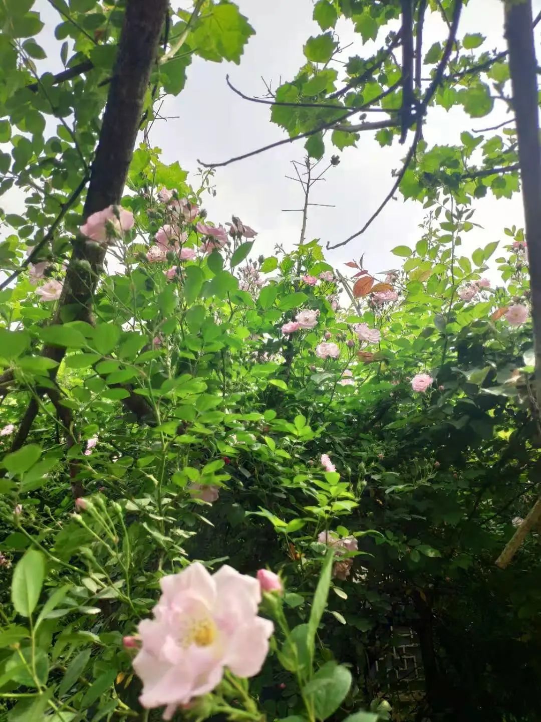 四月來鵑城賞杜鵑花！200種花花刷新認(rèn)知