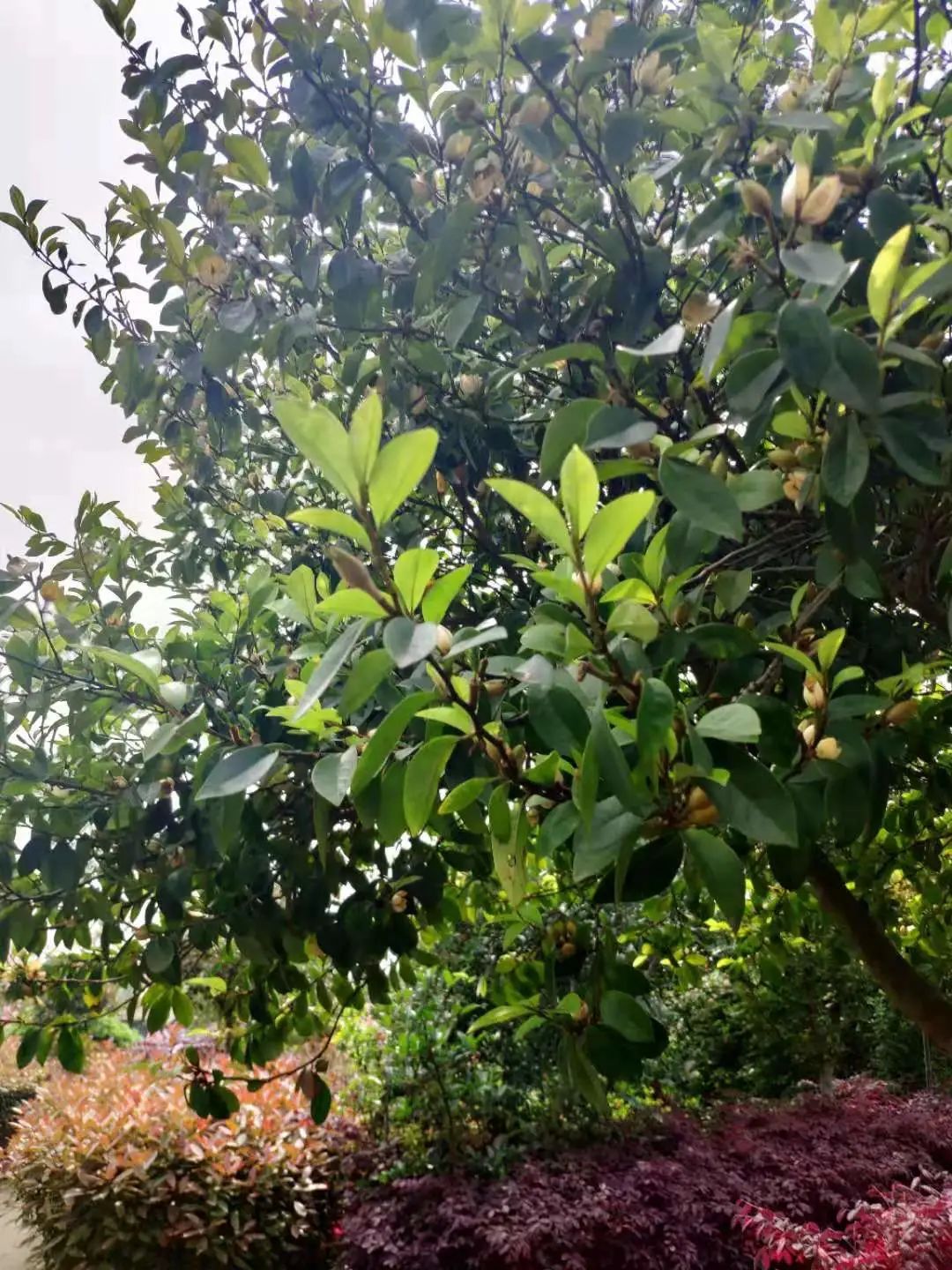 四月來鵑城賞杜鵑花！200種花花刷新認(rèn)知