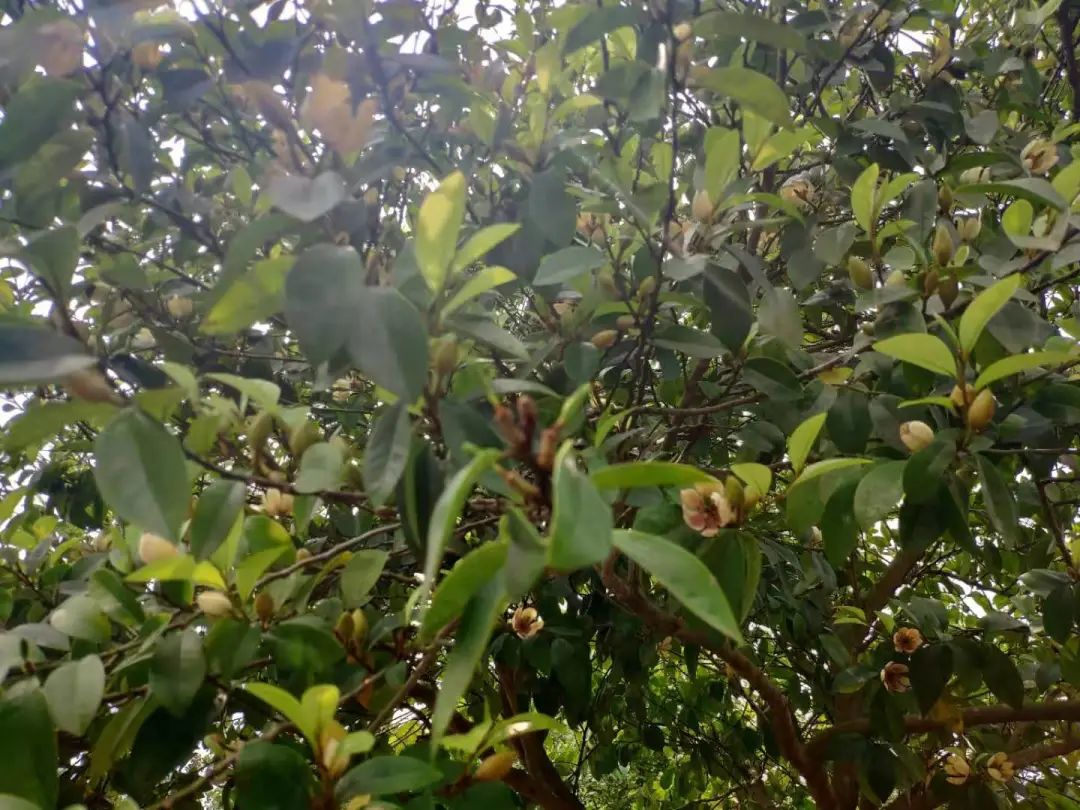 四月來鵑城賞杜鵑花！200種花花刷新認(rèn)知