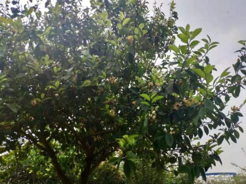 四月來鵑城賞杜鵑花！200種花花刷新認(rèn)知