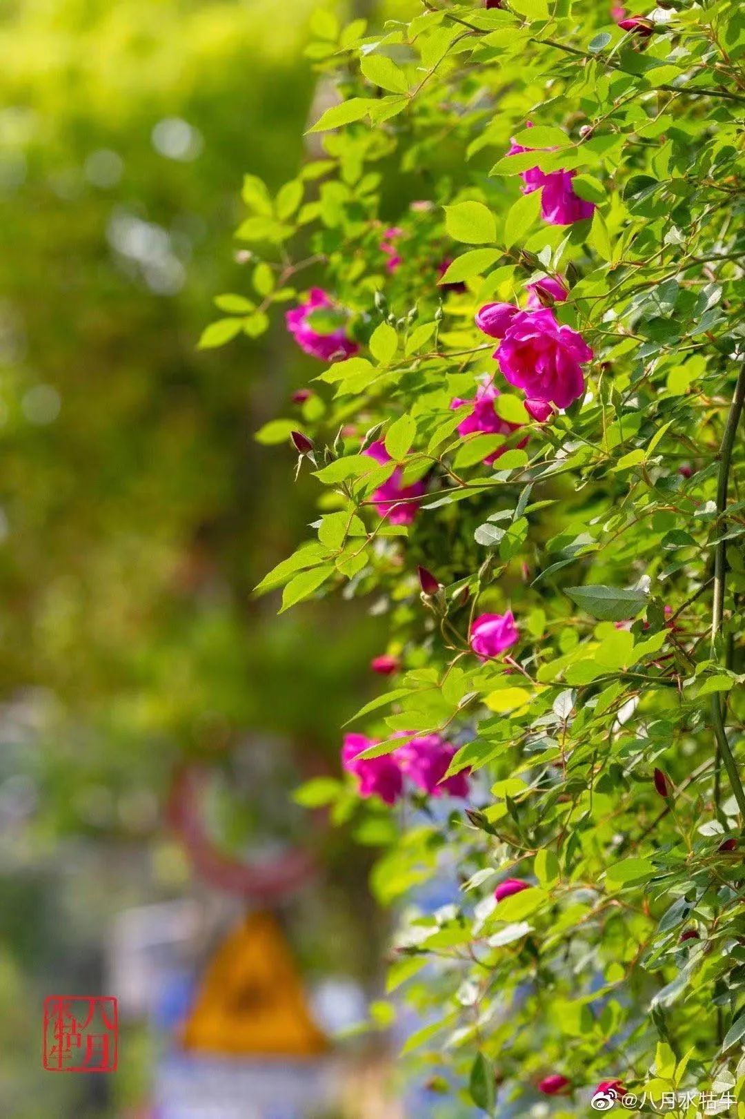 蔷薇花墙已上线最美的春天藏在这