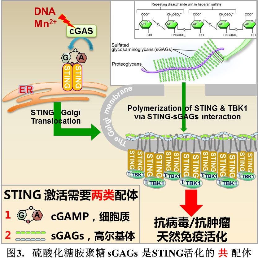 【学术前沿】immunity 蒋争凡团队揭示粘多糖(硫酸化糖胺聚糖)是