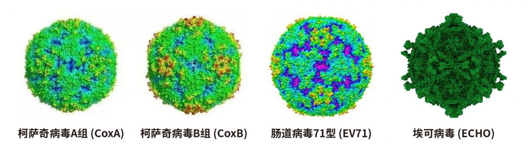 常见的有柯萨奇病毒a16型(以下简称coxa16,coxa6,coxa10型,肠道病毒71