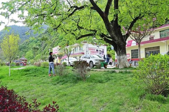 春风沐浴金米村