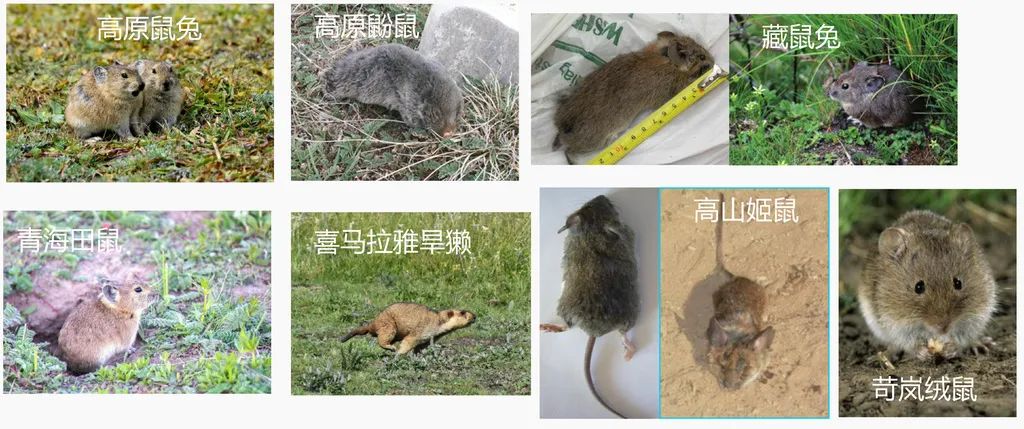 草原上的老鼠(四川省草原科学研究院供图)