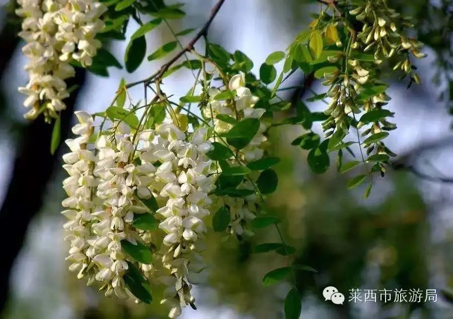 © | 莱西市文旅局