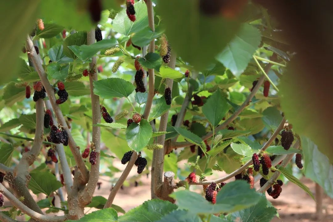 © |组图 公众号 山水洋河