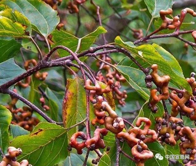 野泡儿小时候的快乐很简单河里抓小鱼山里摘野果只要出门一趟就收获