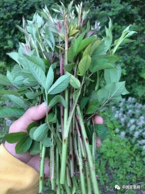 刺苔儿△茅针(茅签儿)△地枇杷△刺果儿△羊奶果△八月瓜△野生