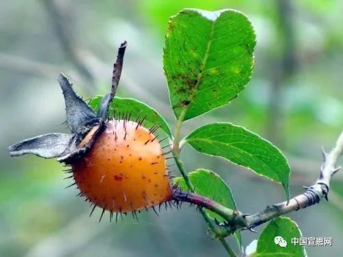 宣恩大山里的这些美味几乎所有70后80后90后00后都吃过