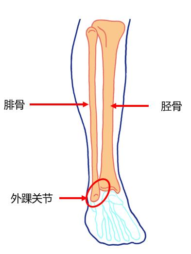足胫骨的位置示意图图片