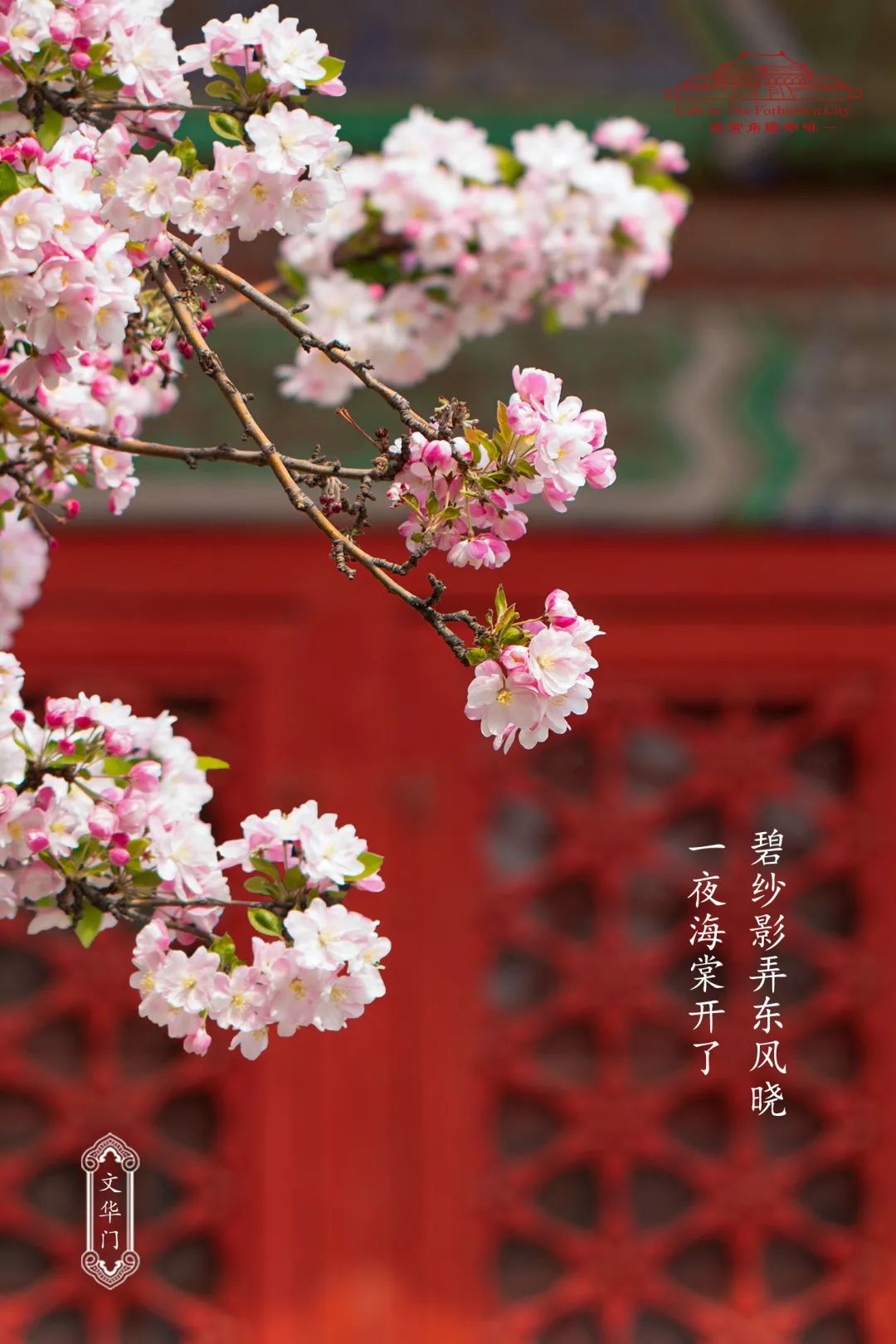 小主们故宫海棠盛花期打卡攻略来啦文内有福利