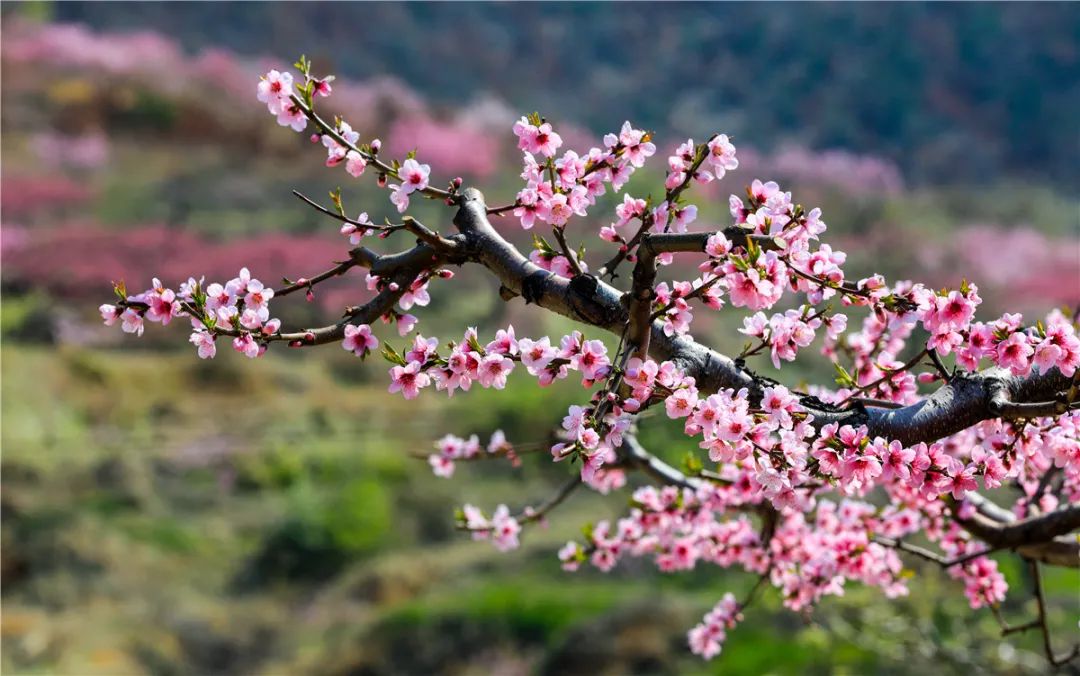 走抓住威海的春天