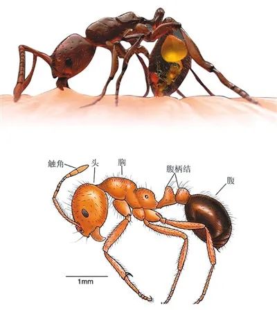 蚂蚁的各部分名称图片图片