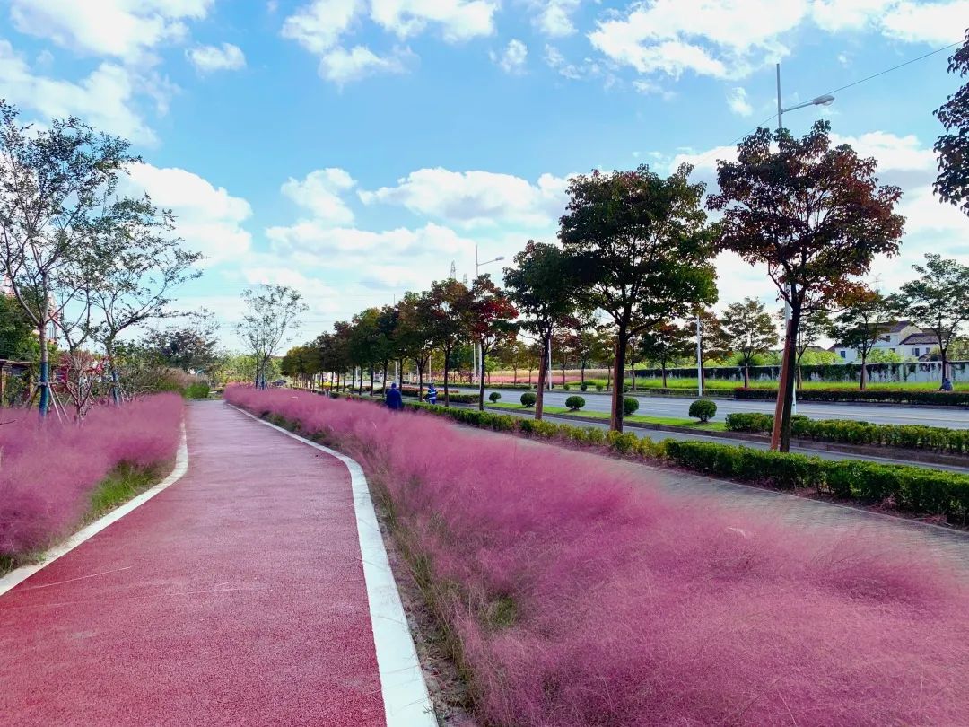 粉色大道惊艳亮相,花海绿树美丽四季…这个镇用八条道路织就"网红街区