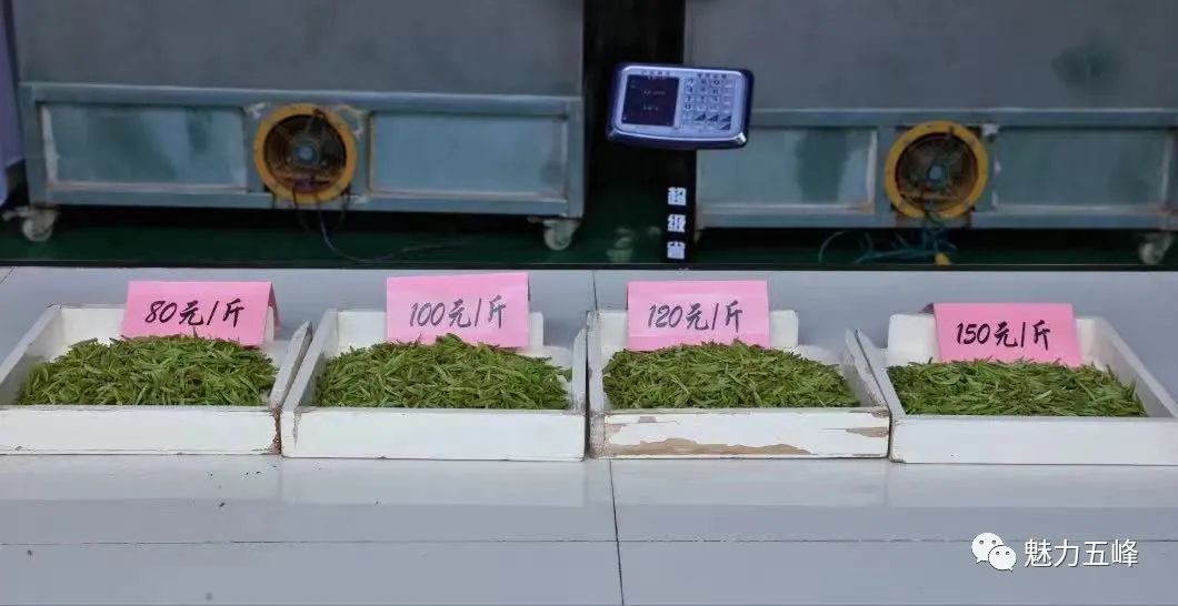 黄金芽罐装茶叶价格