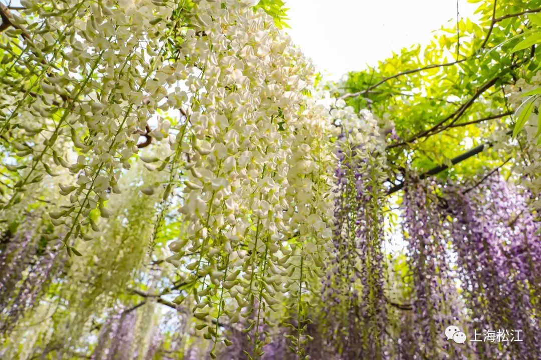 专线开通来松江邂逅最美的山林风光
