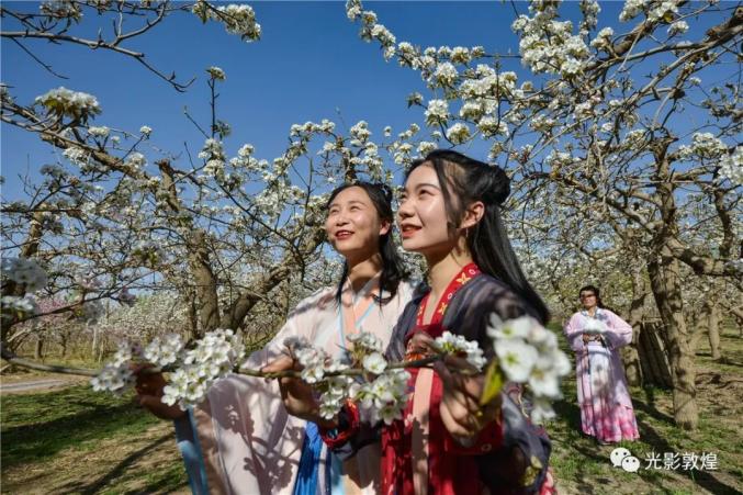 【漠上花開·春潤敦煌】2021年敦煌市莫高鎮梨花節即將舉辦