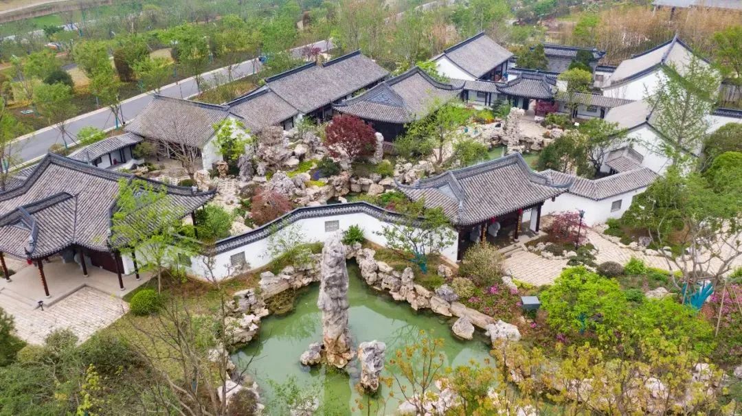 世上最贵的罗汉松品种图片大全