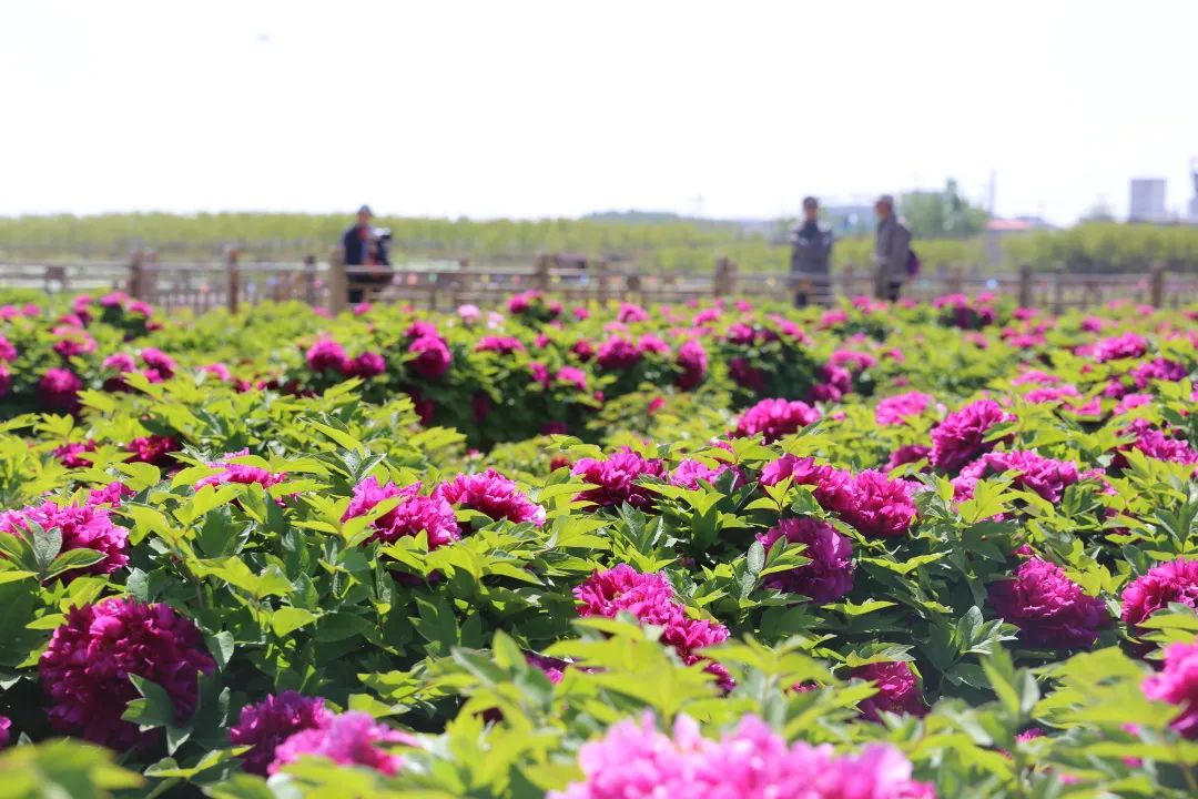 牡丹园里牡丹艳让你惊艳的还不止这些