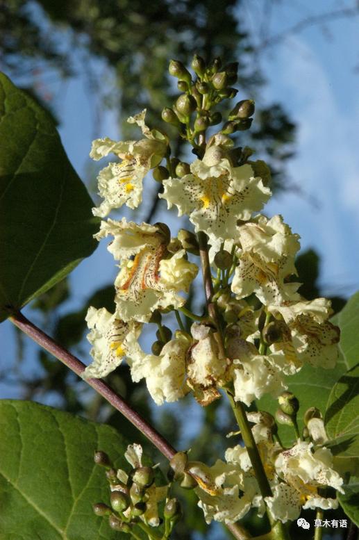 梓catalpa ovata也是属于紫葳科梓属,叶对生或近于对生,有时轮生,阔卵