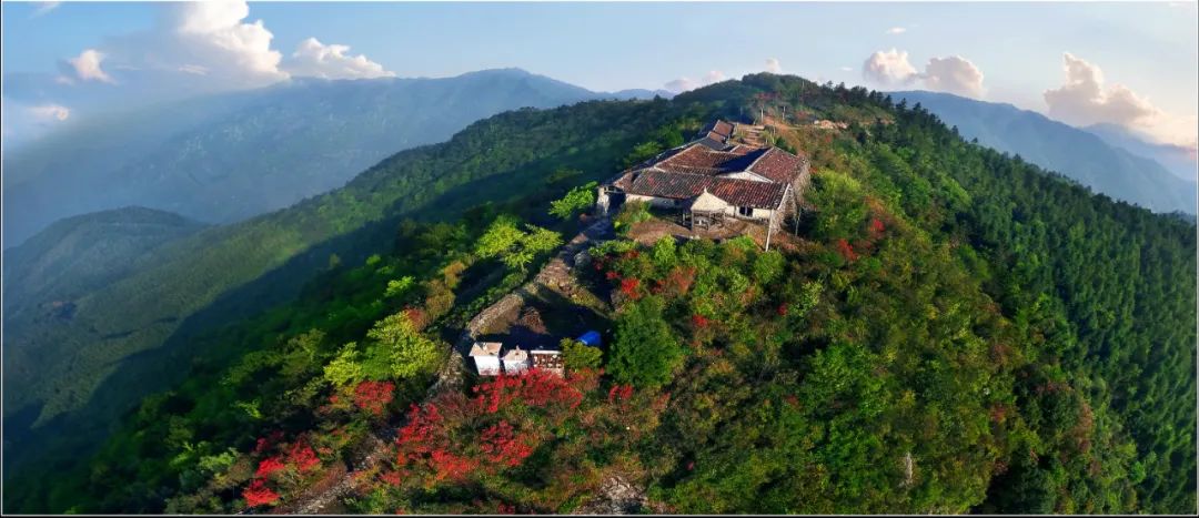 当淅淅沥沥的春雨笼罩山林时,不知不觉,丽水市庆元县龙头山顶那耀眼的