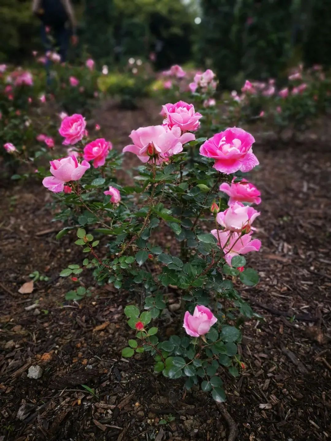 月季超美盛花期来啦!就在