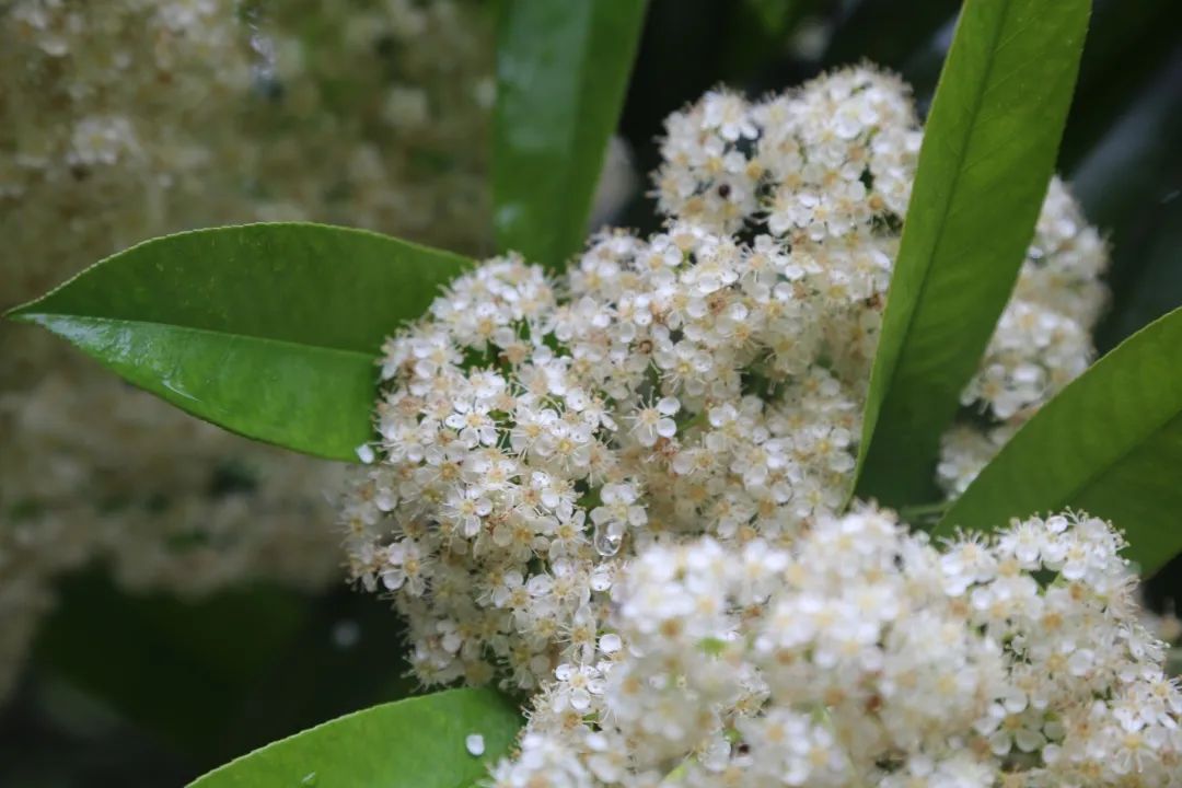 石楠树的花为什么臭(石楠树的花为什么臭呢)