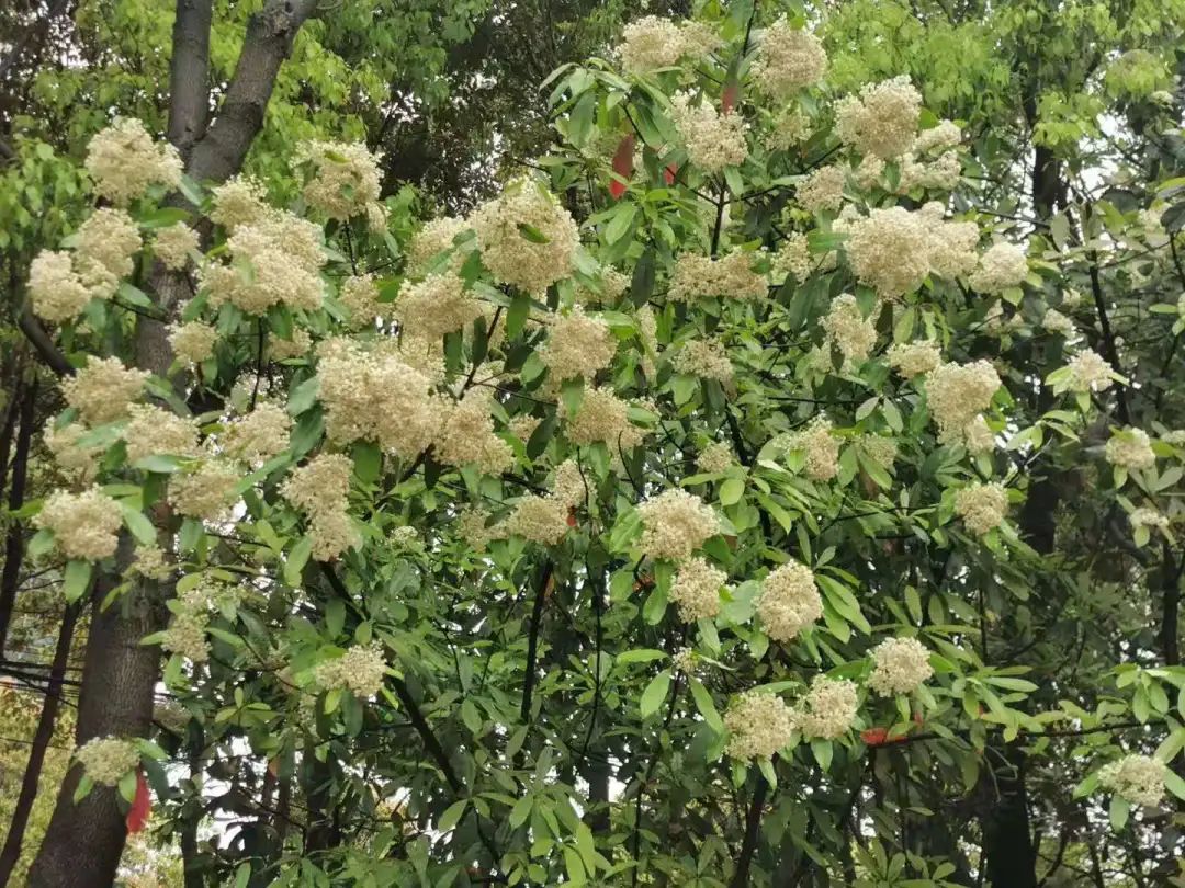 一言楠尽的石楠花开啦在申城这些地方可赏