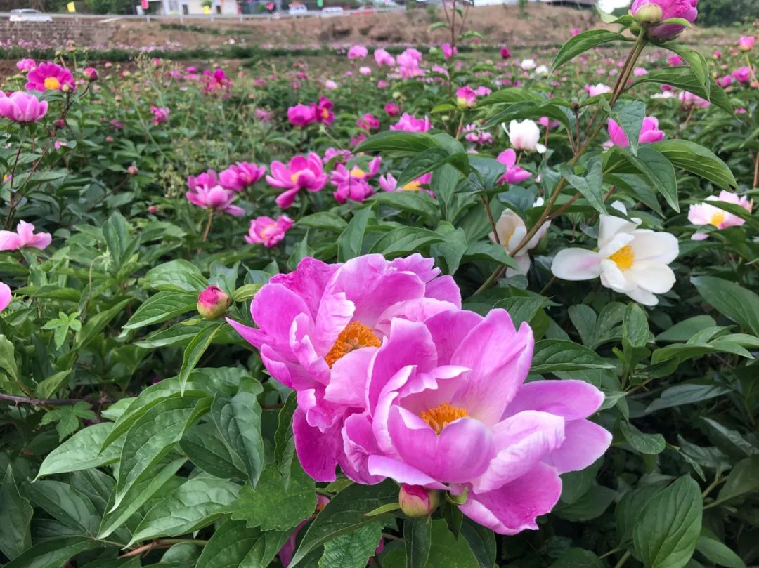 成都及周边芍药花开正当时这些点位已盛放