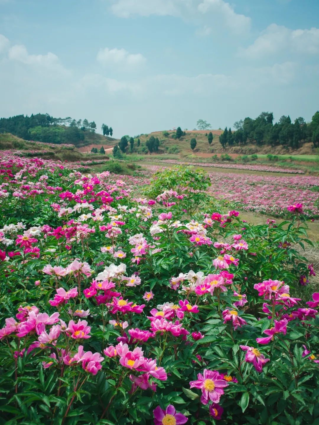 成都及周边芍药花开正当时这些点位已盛放